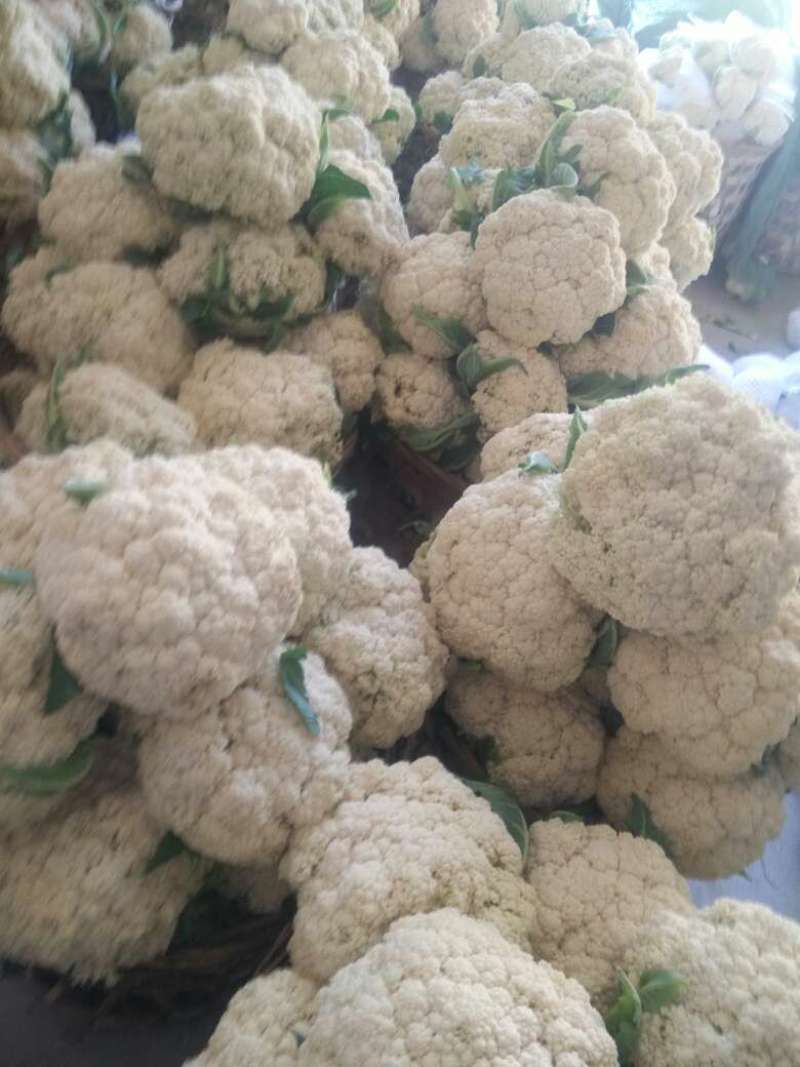 福建漳州优质白面青梗松花菜散花花椰菜一手货源