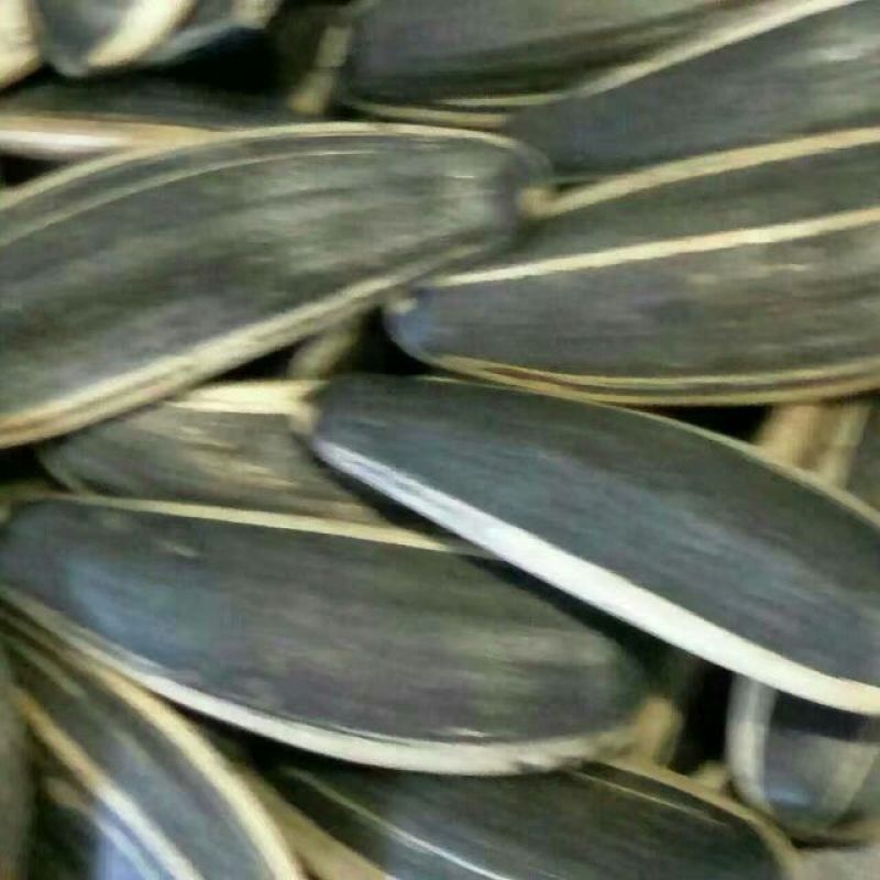 美葵601