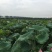 生态甲鱼
