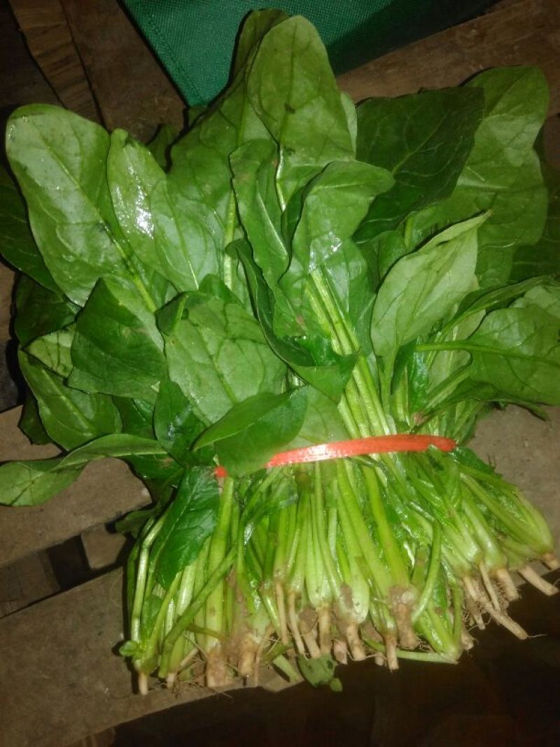 秋菠菜15~20厘米
