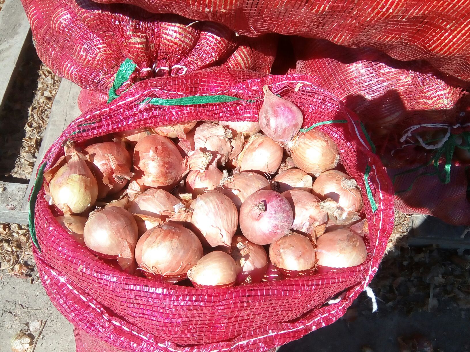 黑龙江哈尔滨市双城区毛葱洋葱 3~8厘米批发_