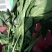 大叶菠菜20~25厘米