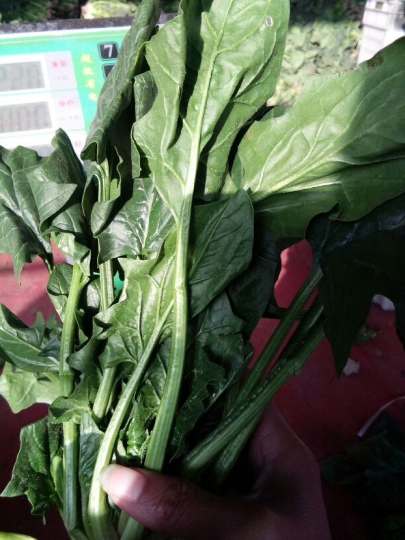 大叶菠菜20~25厘米