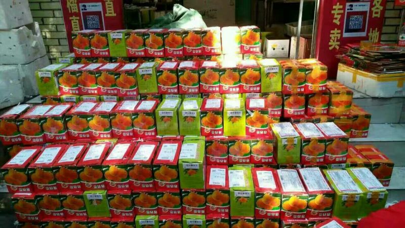 攀枝花米易枇杷0.4两以上确保产地直发一手货源支持一件