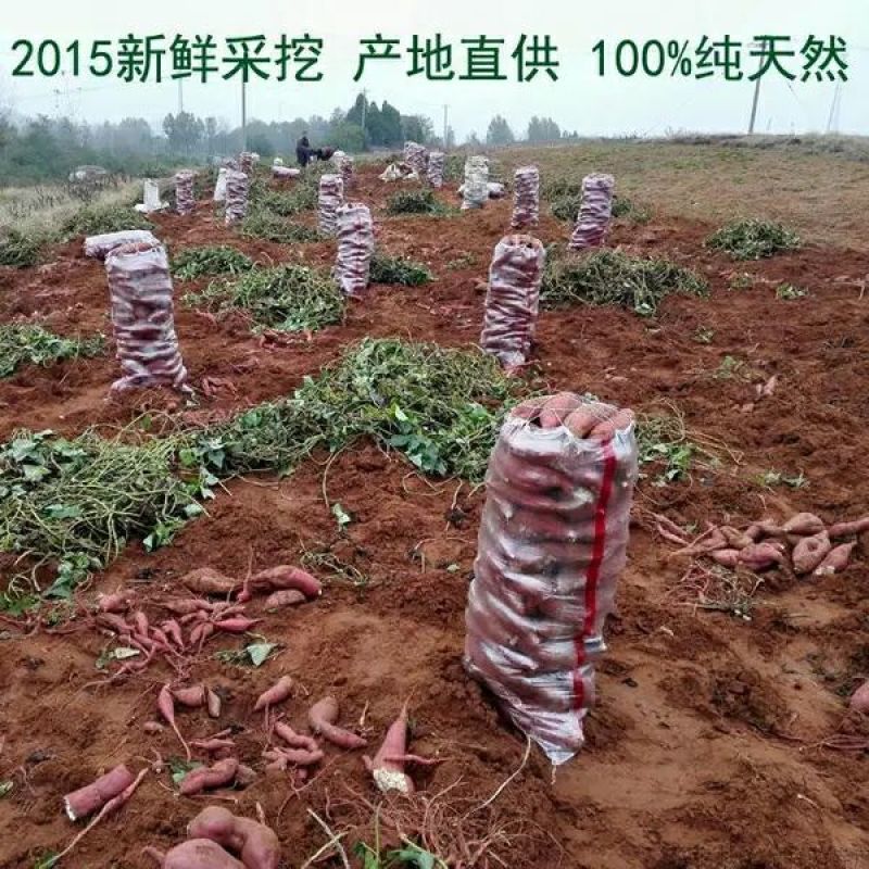 红薯白心1两以上
