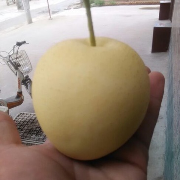 皇冠梨300~350g纸箱