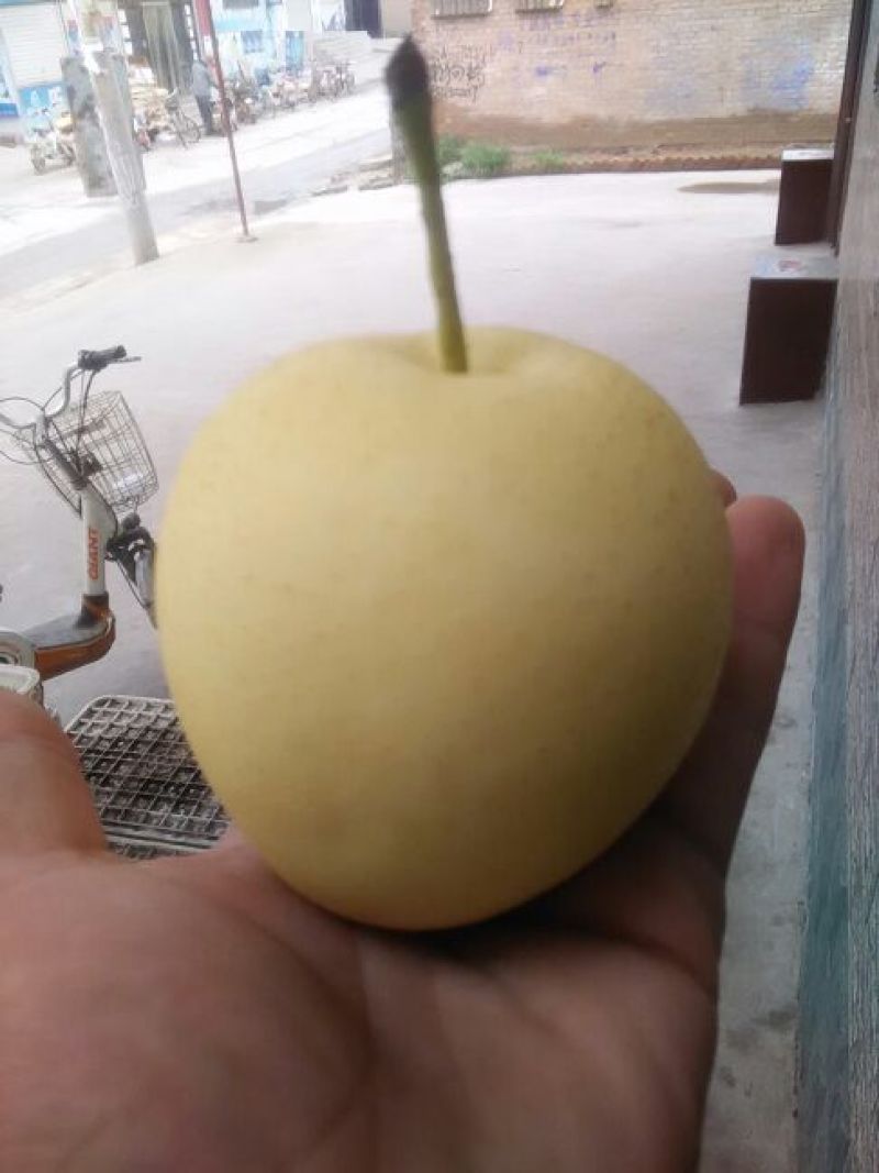 皇冠梨300~350g纸箱