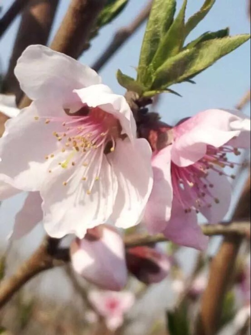 酥梨