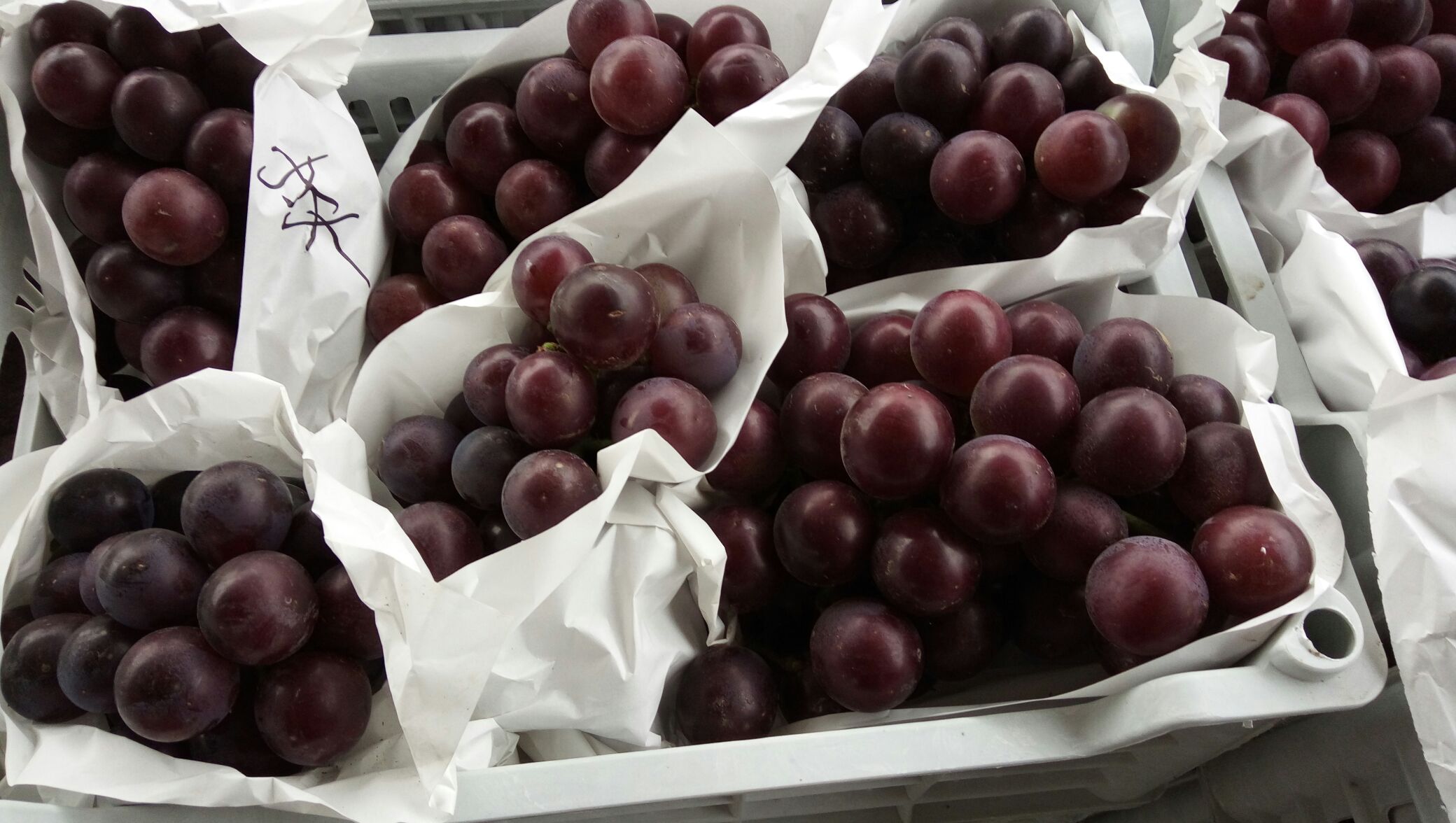 乒乓球葡萄河北衡水市饶阳县_批发_供应-一亩