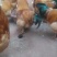 土鸡