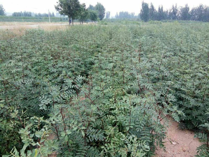 花椒苗1~2年，品种大红袍，无刺，青椒