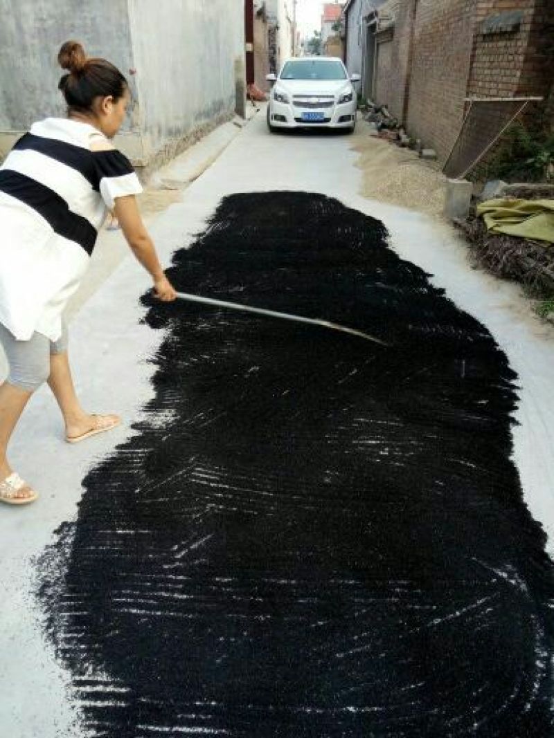 洋葱种子90%