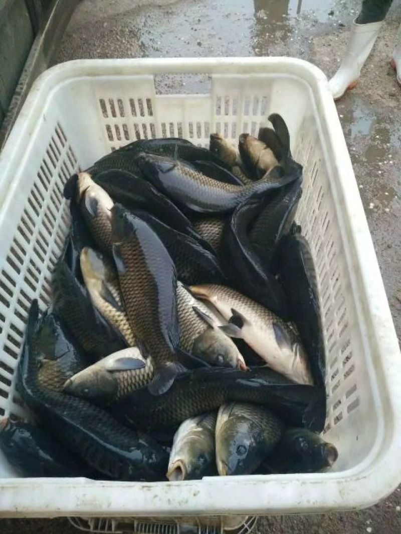 池鲤鱼食用2~3公斤
