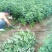 花椒苗1~2年