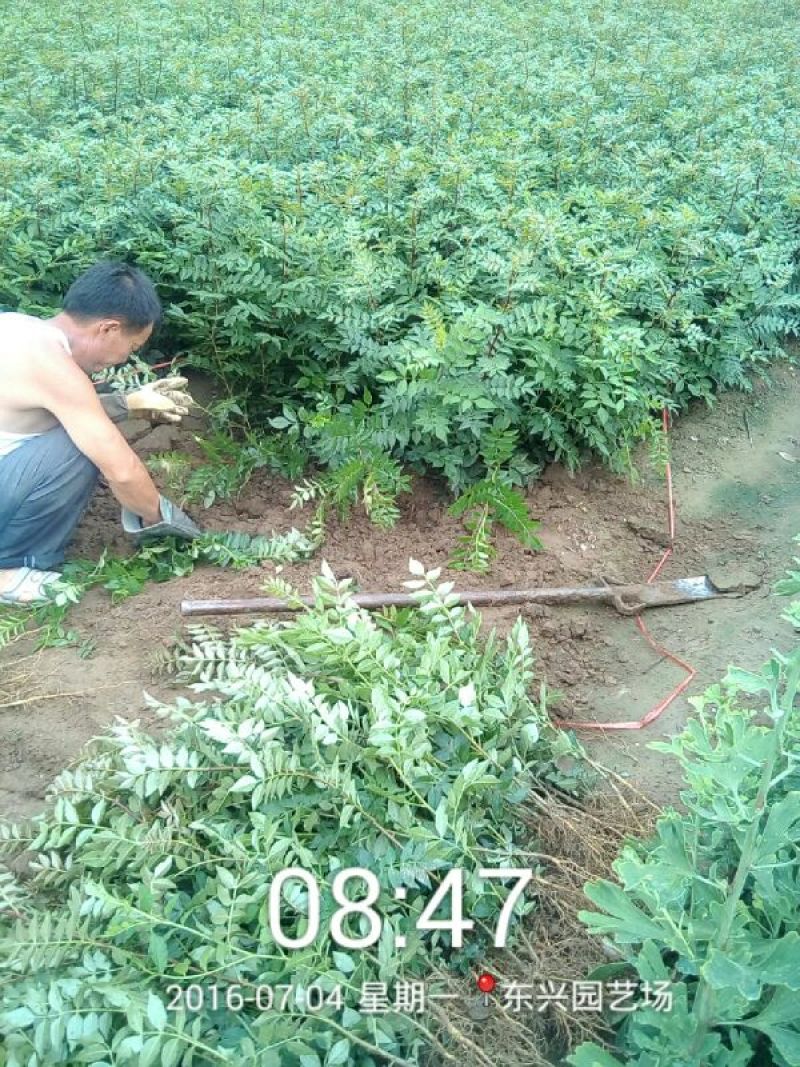 花椒苗1~2年