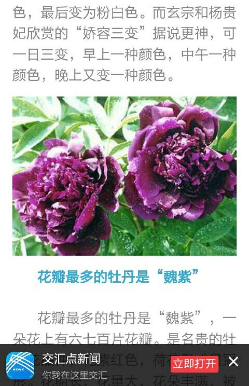牡丹2cm以下4cm以下