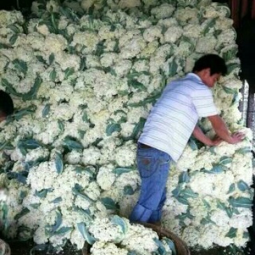 散花菜