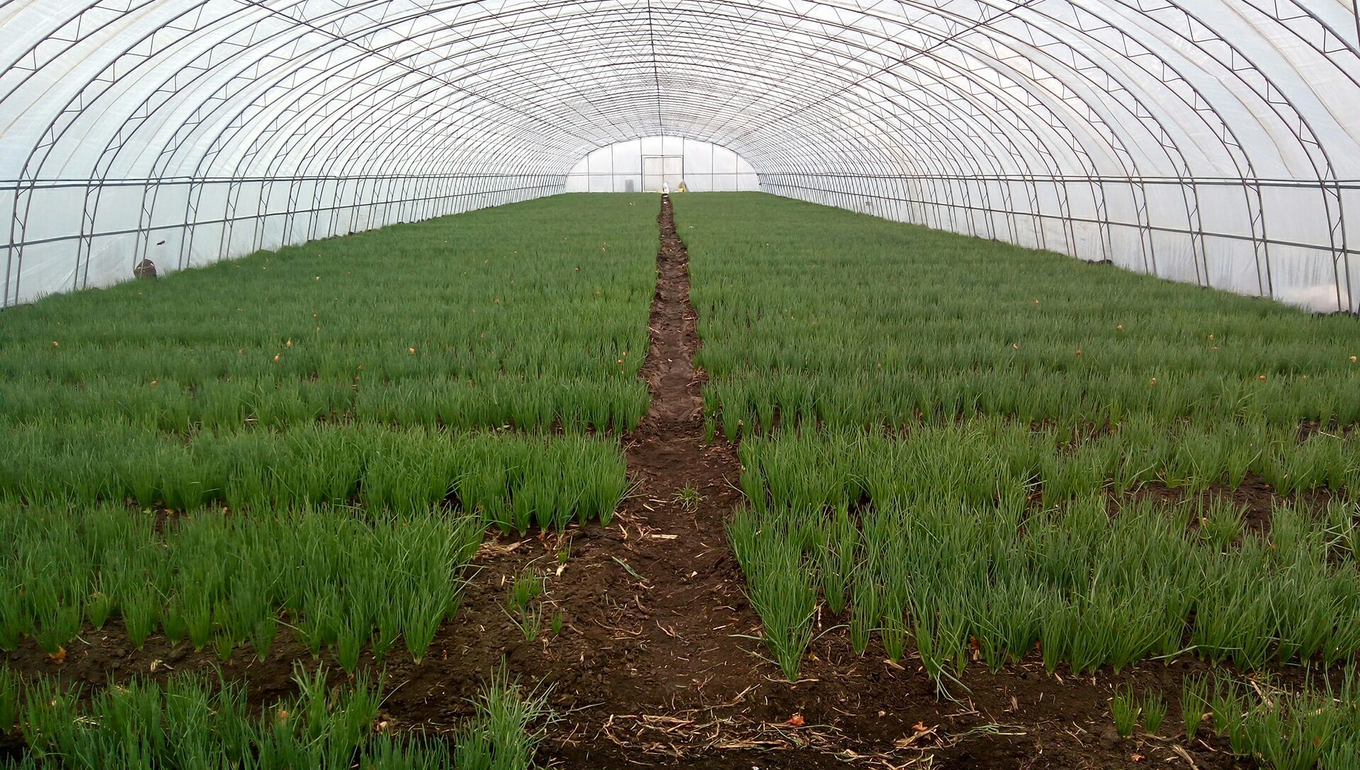 毛葱洋葱黑龙江绥化市海伦市_批发_供应-一亩