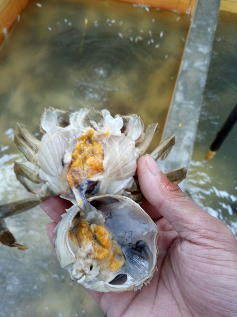 盘锦河蟹稻田蟹产地直销一手货源。量大无忧，一件代发