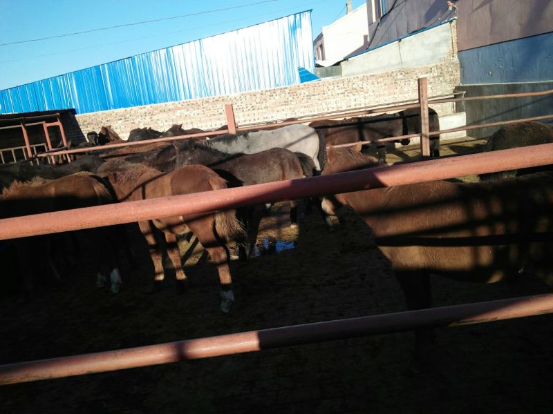 蒙古马100~200kg