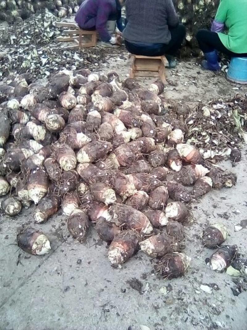 槟榔芋临武县本地芋头也叫水芋、己个头大、香味浓而名天下