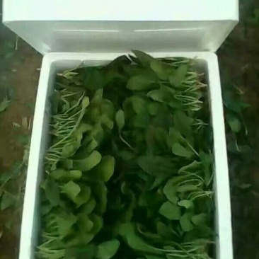 全能菠菜25~30厘米