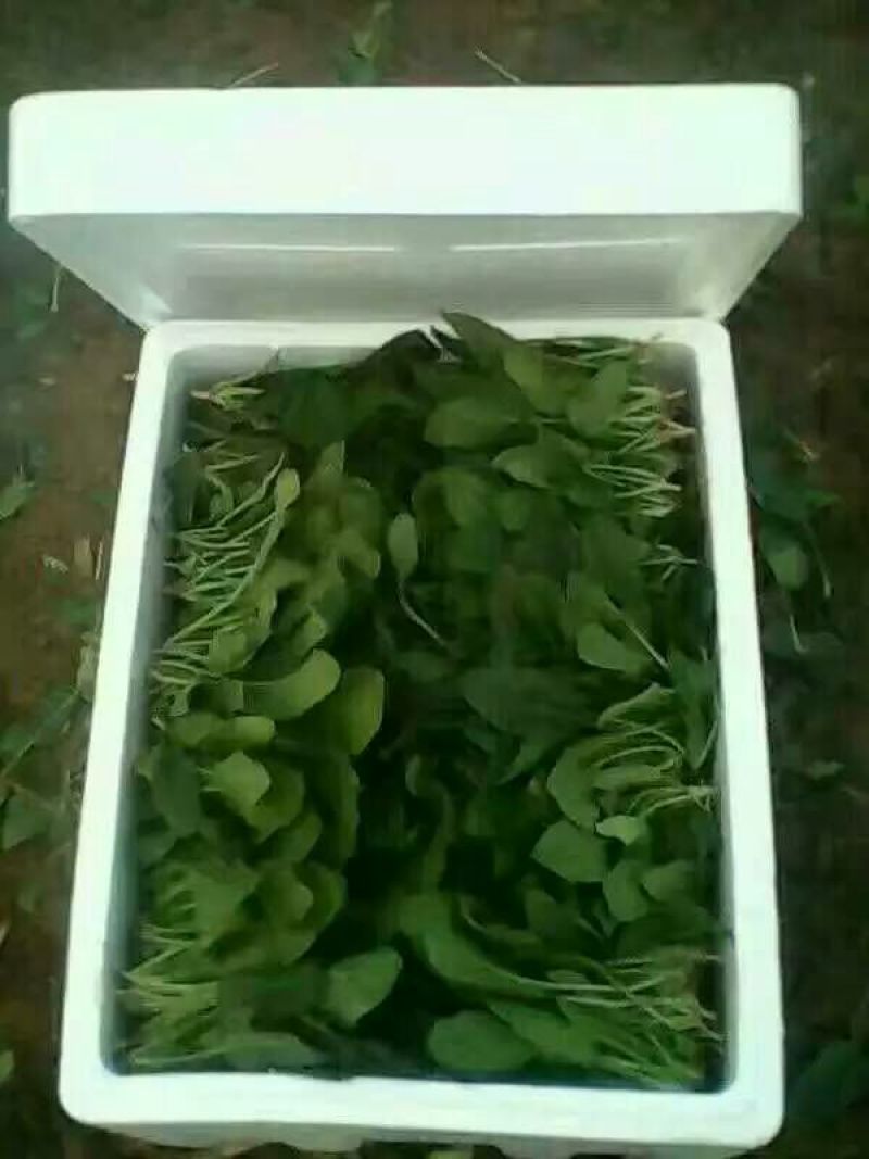 全能菠菜25~30厘米
