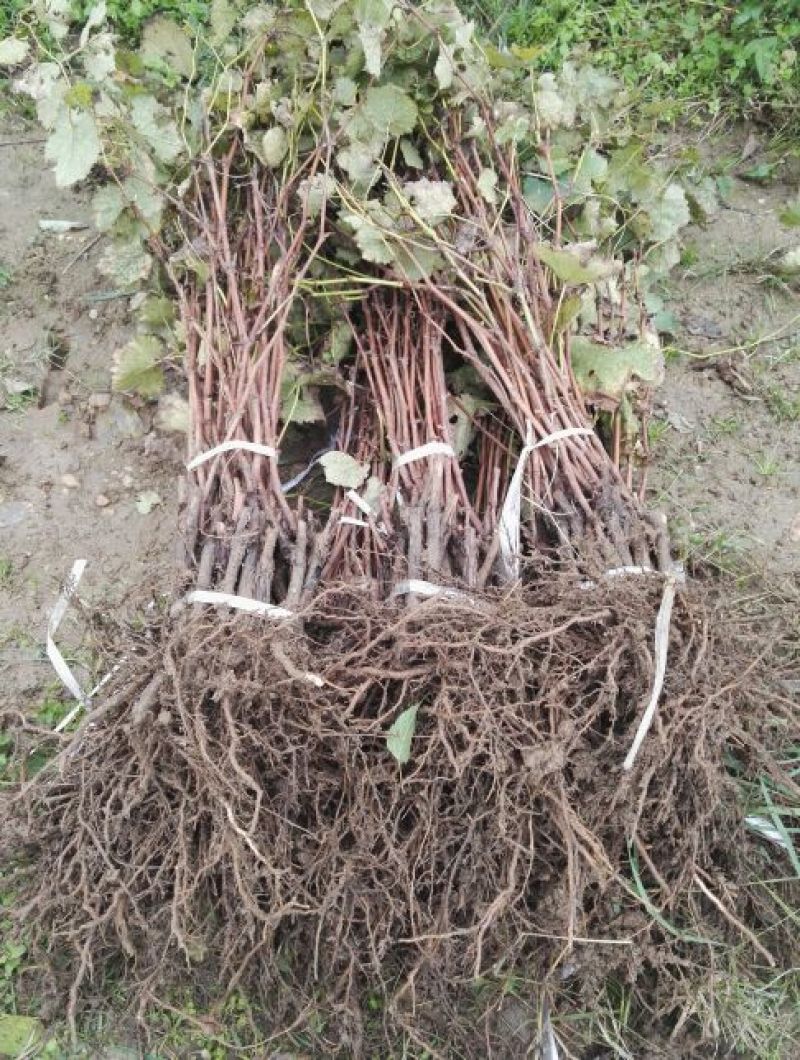 户太八号葡萄苗免费技术跟踪服务保证质量纯度成活率