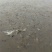 池鲤鱼1~2公斤食用