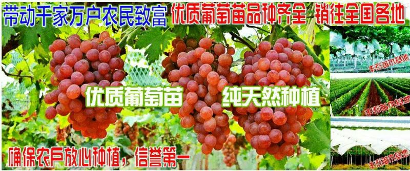 金手指葡萄苗，金手指葡萄苗基地批发带动千家万户农民致富
