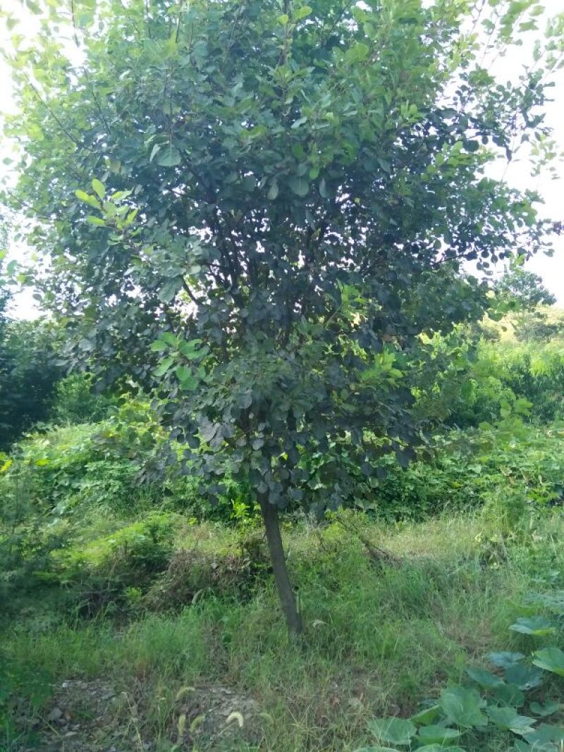 鸡爪槭苗80~100cm