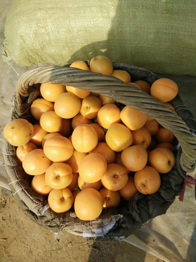 金太阳杏，黄河故道金太阳杏大量上市，一手货源产地直发