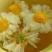 贡菊种子