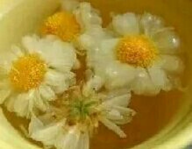 贡菊种子