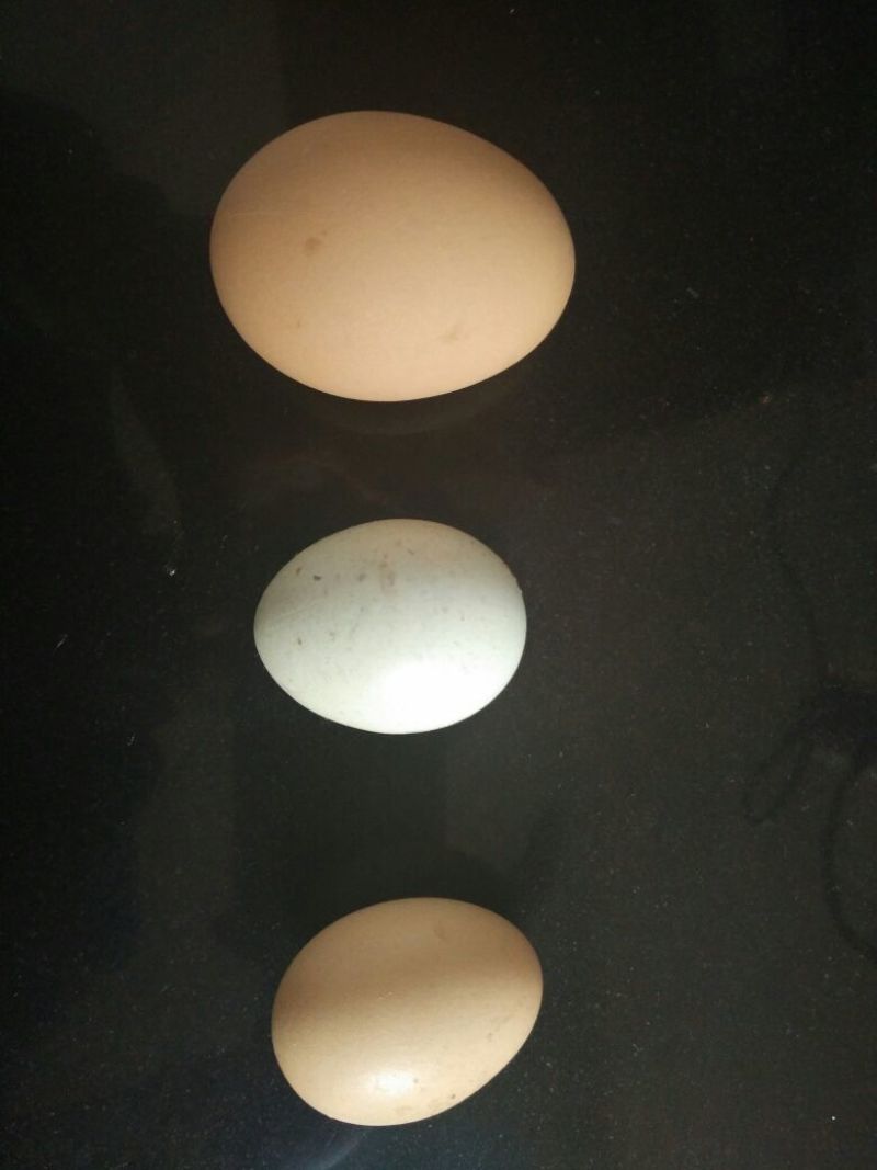 土鸡蛋孵化50g以下