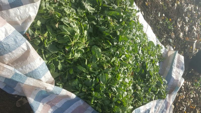 越冬菠菜10~15厘米