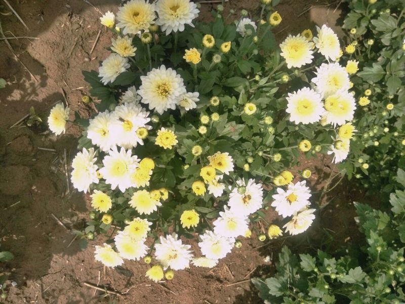 菊花茶