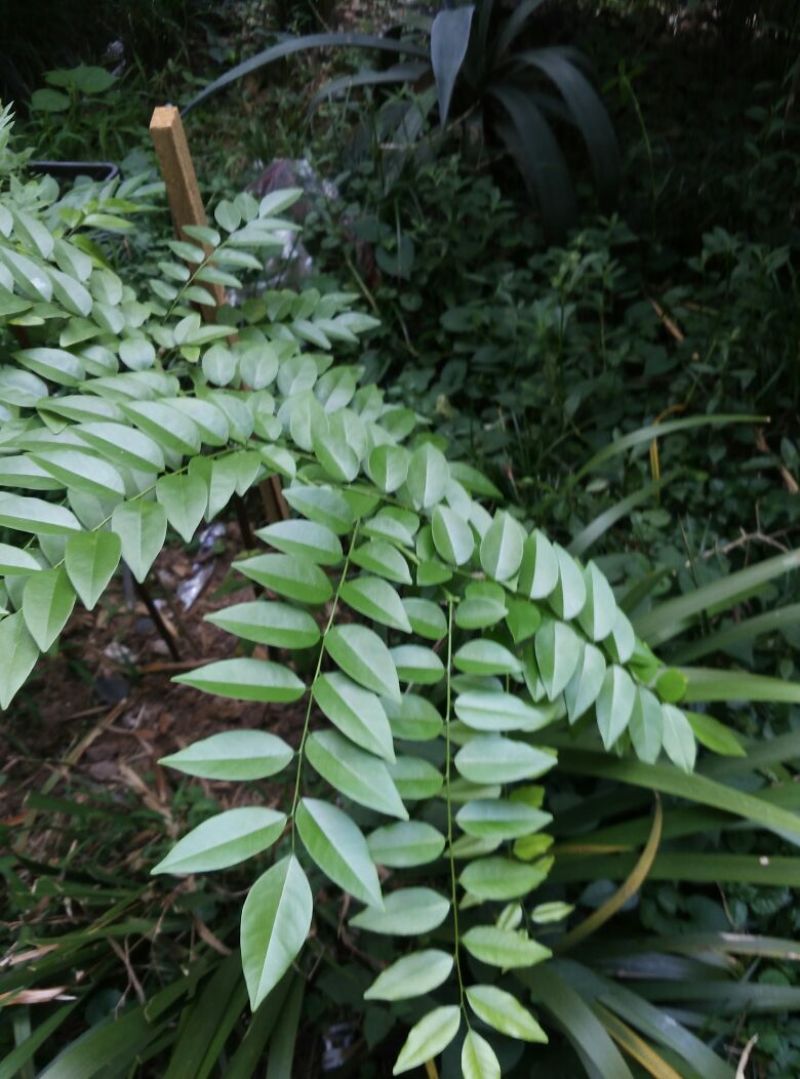 小叶桢楠1~1.5m