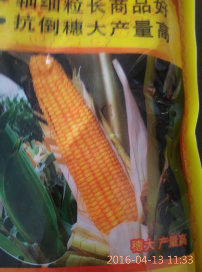 玉米种子