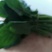 大叶菠菜15~20厘米