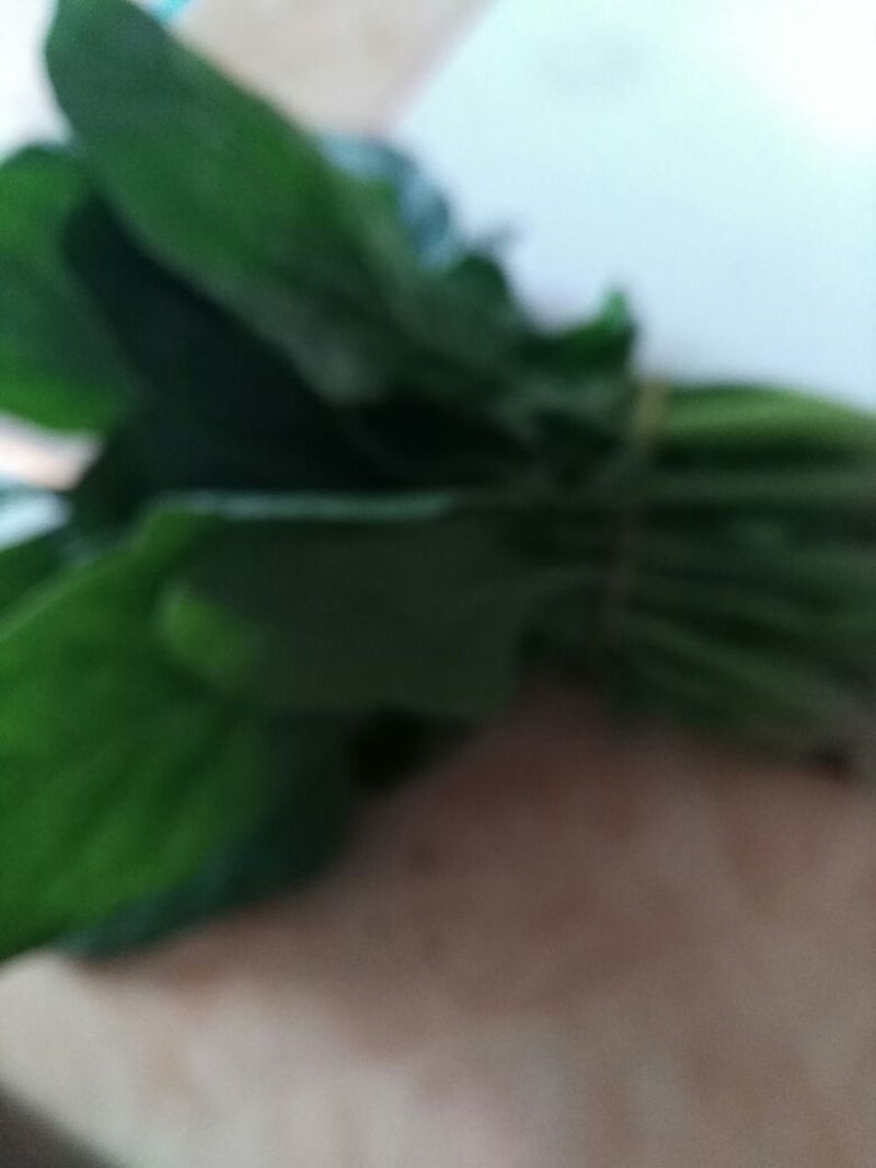 大叶菠菜15~20厘米