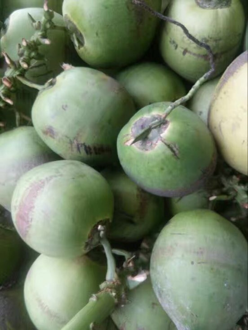 椰青