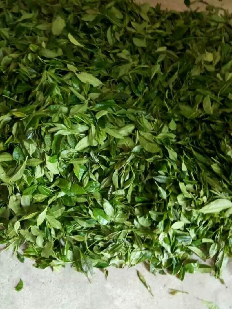 五峰绿茶