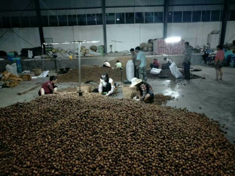 纸皮核桃30mm以上去皮干