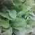 大叶菠菜20~25厘米