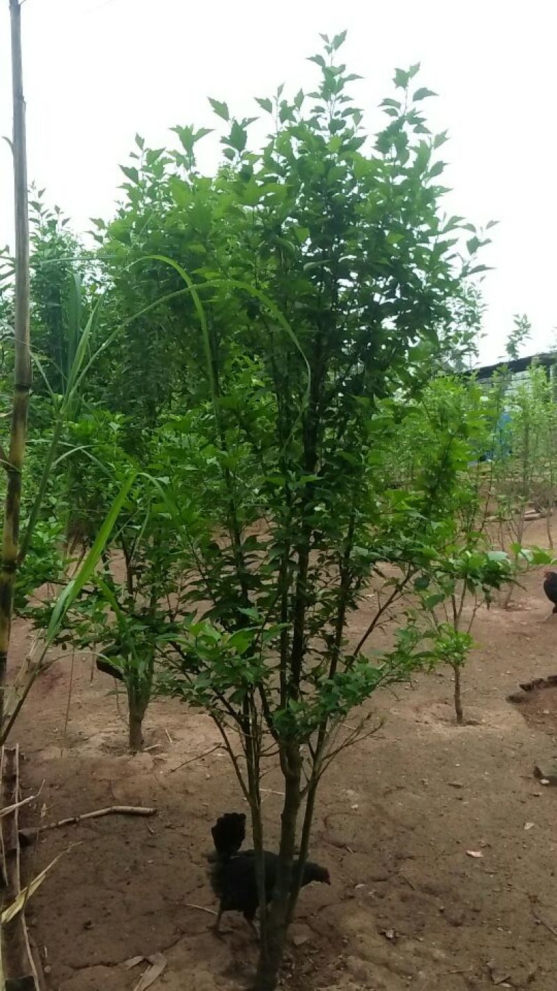 木槿花粉红色大花朵
