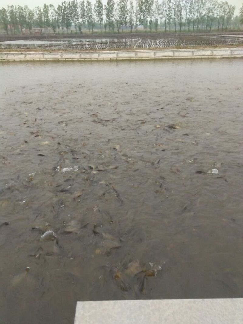 池鲤鱼1~2公斤食用