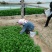 小叶茼蒿