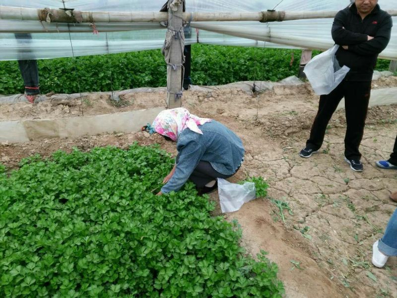 小叶茼蒿