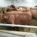 黄牛200~300kg